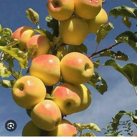 سیب زرد عالی صومعه