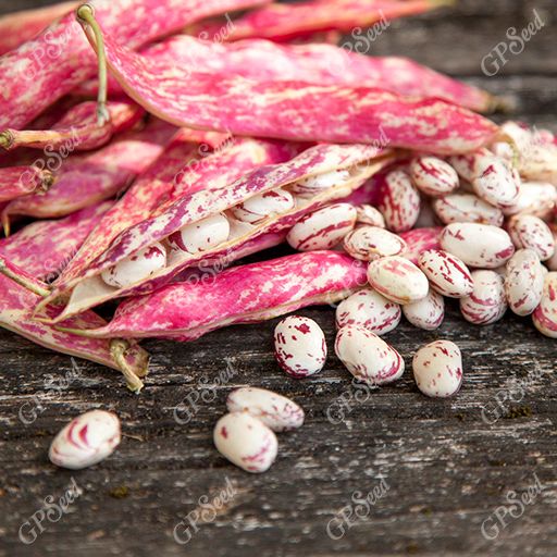 لوبیا چیتی